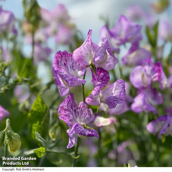 Sweet Pea 'Streamer Lavender' - Seeds