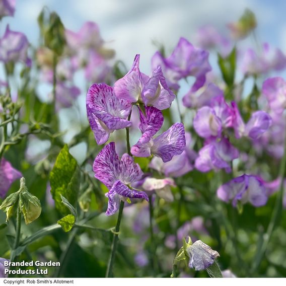 Sweet Pea 'Streamer Lavender' - Seeds