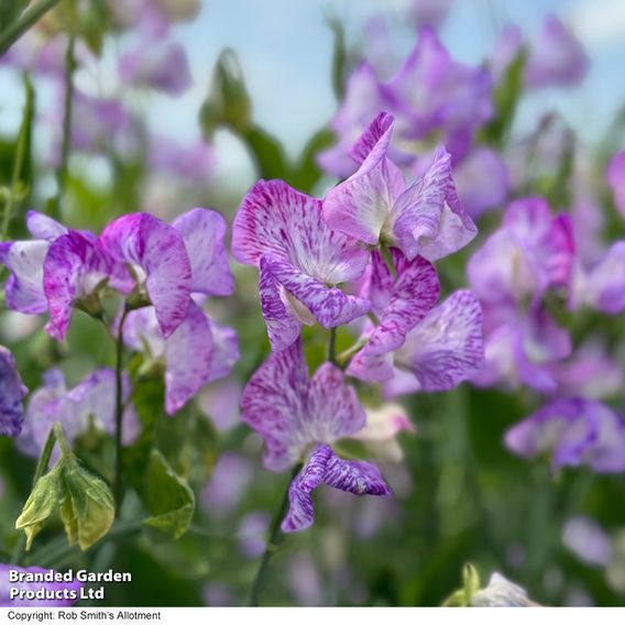 Sweet Pea 'Streamer Lavender' - Seeds