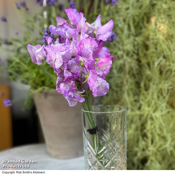 Sweet Pea 'Streamer Lavender' - Seeds