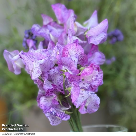 Sweet Pea 'Streamer Lavender' - Seeds