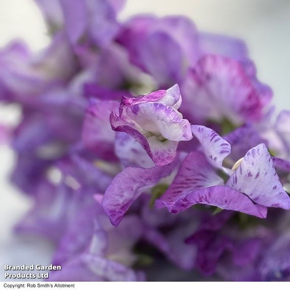 Sweet Pea 'Streamer Lavender' - Seeds