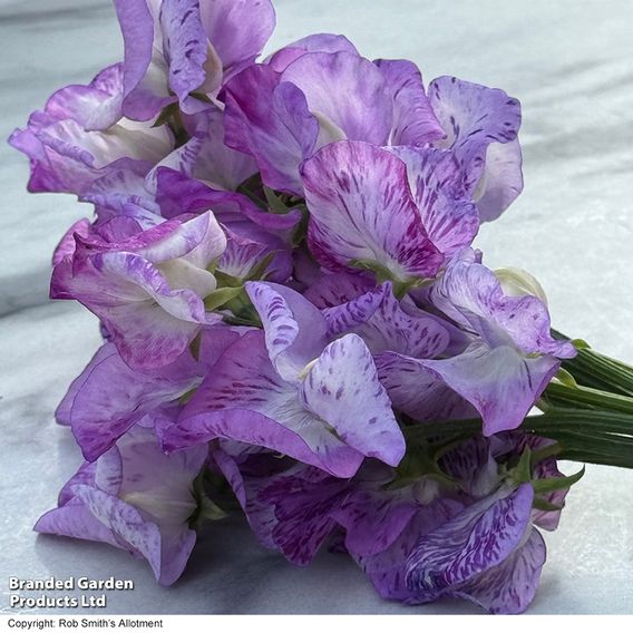 Sweet Pea 'Streamer Lavender' - Seeds