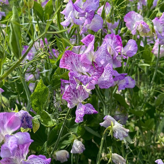 Sweet Pea 'Streamer Lavender' - Seeds