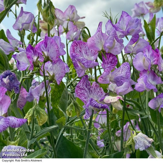 Sweet Pea 'Streamer Lavender' - Seeds