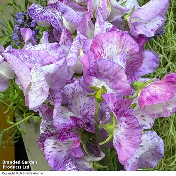 Sweet Pea 'Streamer Lavender' - Seeds