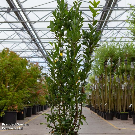 Laurus nobilis