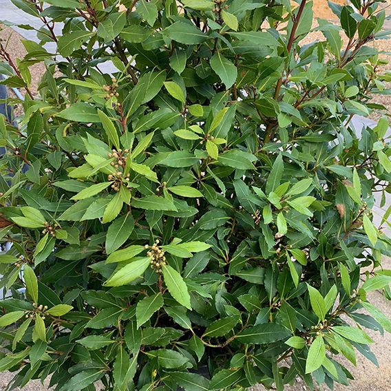 Laurus nobilis