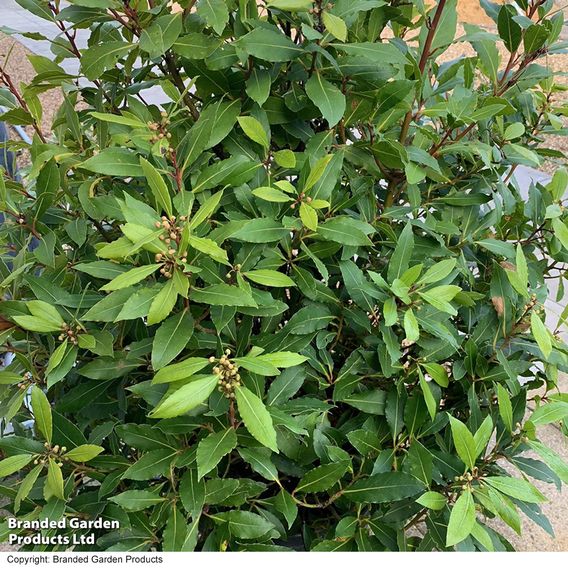 Laurus nobilis