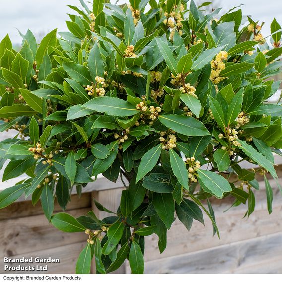 Laurus nobilis
