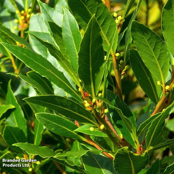 Laurus nobilis