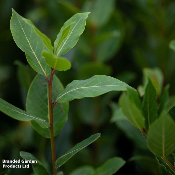 Laurus nobilis