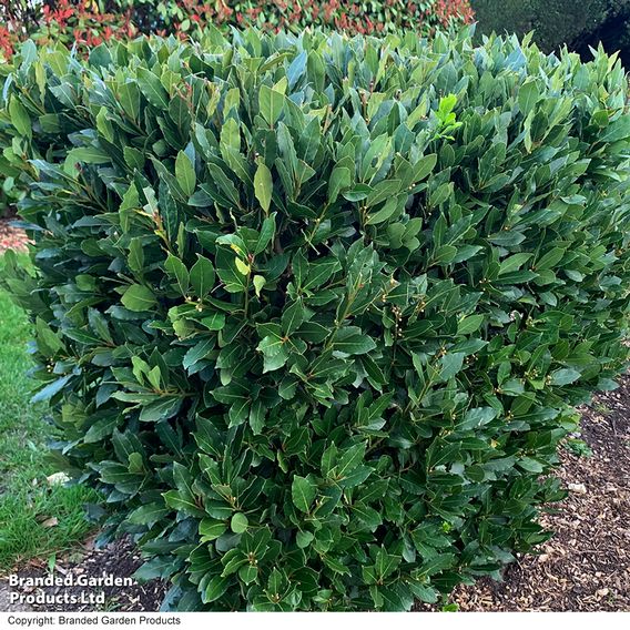 Laurus nobilis
