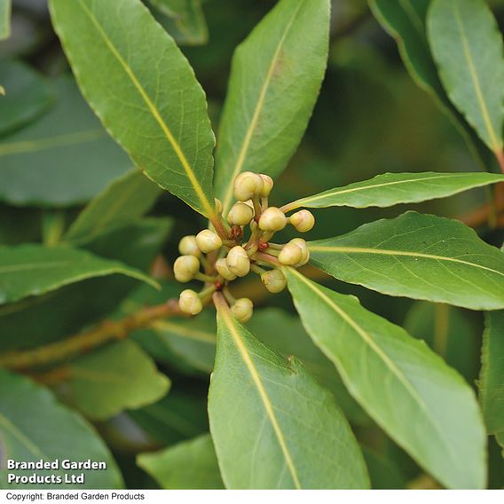 Laurus nobilis