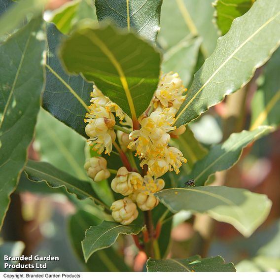 Laurus nobilis