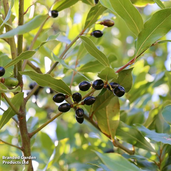 Laurus nobilis