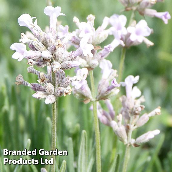 Lavender 'Alba'