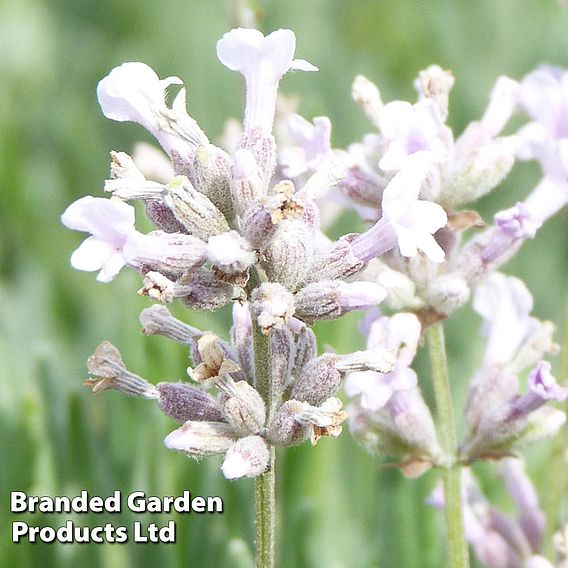 Lavender 'Alba'