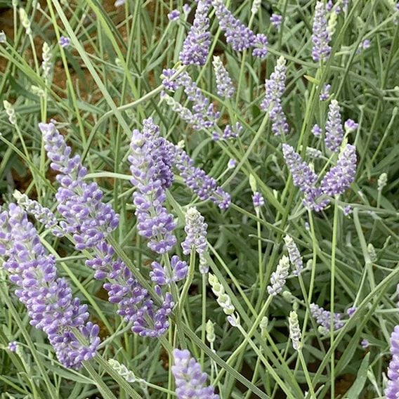Lavender 'Anniversary Bouquet'