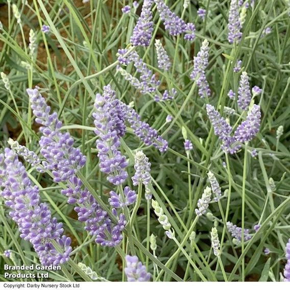 Lavender 'Anniversary Bouquet'