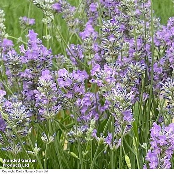 Lavender 'Ashdown Forest'