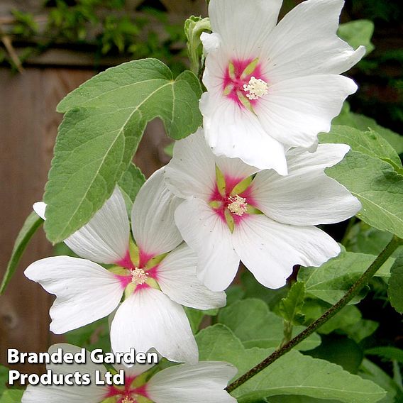 Lavatera x clementii 'Barnsley Baby'