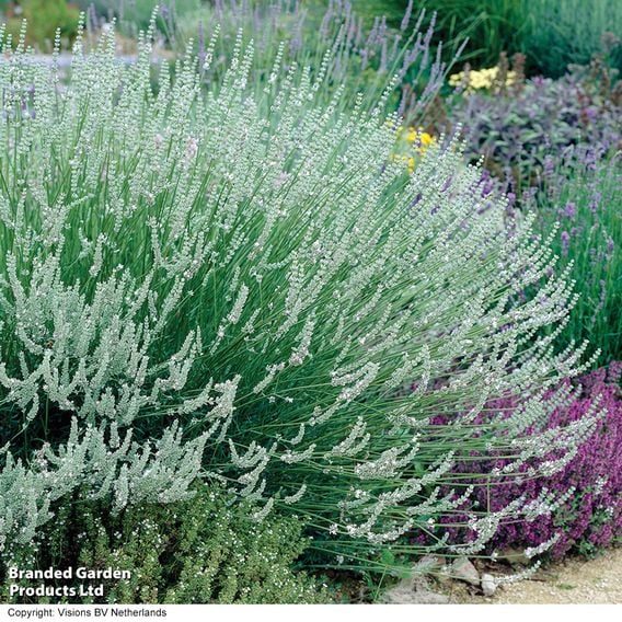 Lavender 'Edelweiss'