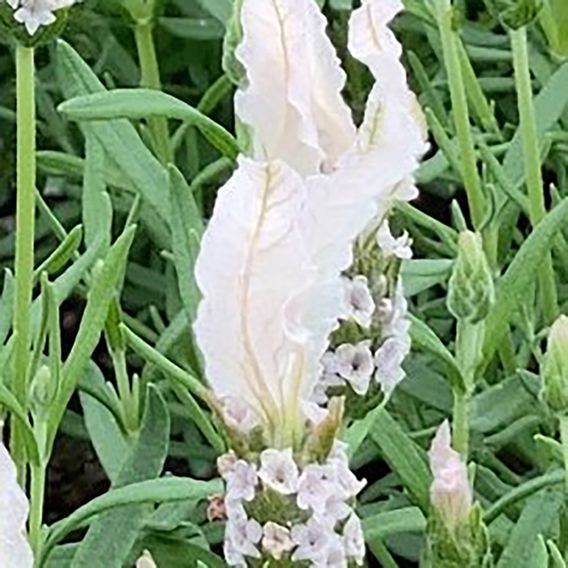 Lavender 'Fairy Wings Blush'