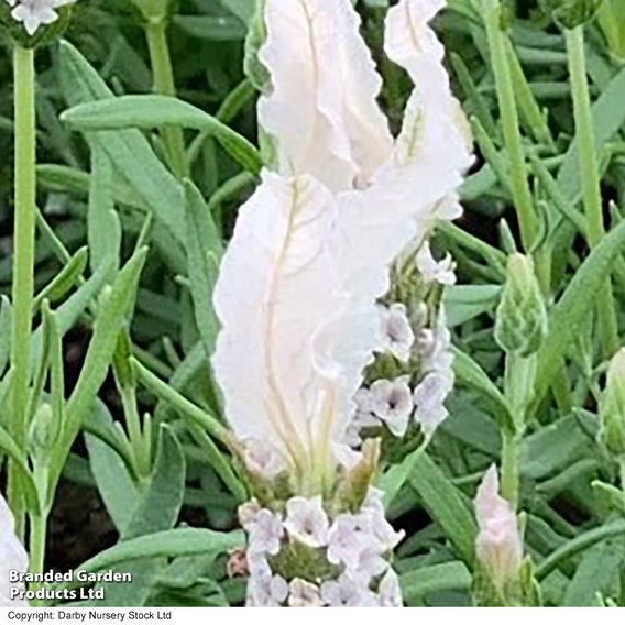 Lavender 'Fairy Wings Blush'