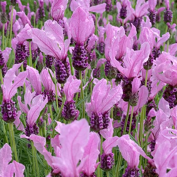 Lavender 'Fairy Wings Pink'