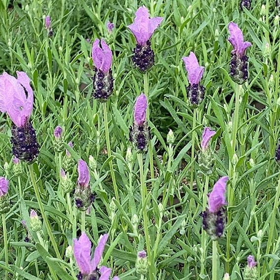 Lavender 'Fairy Wings Purple'