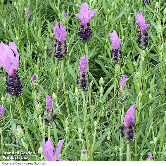 Lavender 'Fairy Wings Purple'