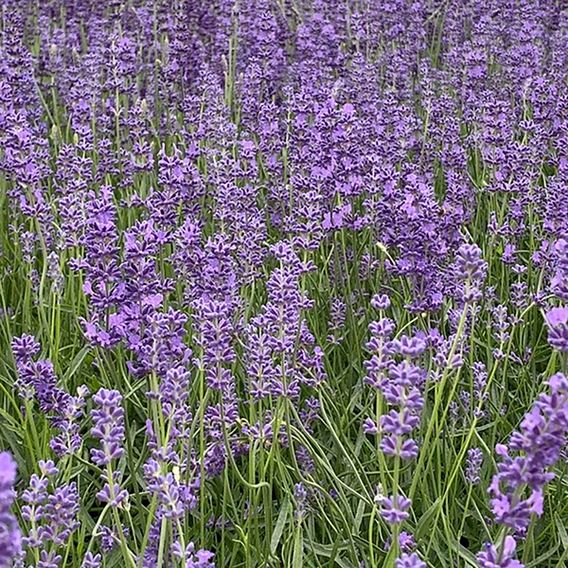 Lavender 'Folgate'