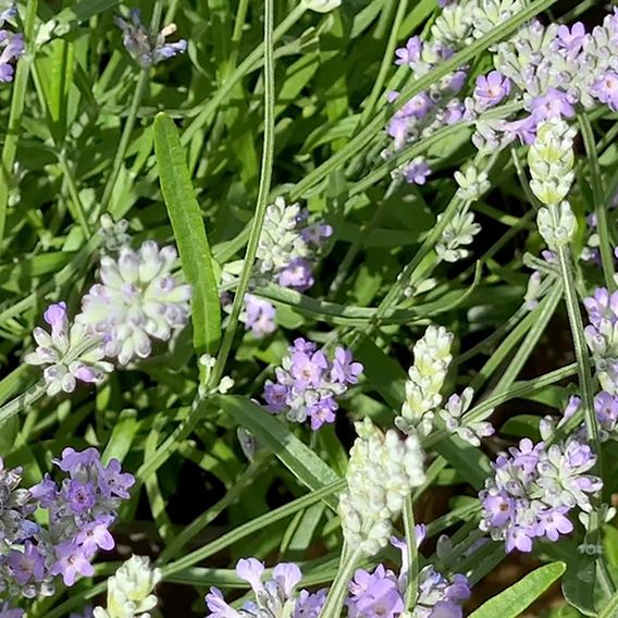 Lavender 'Little Lady'