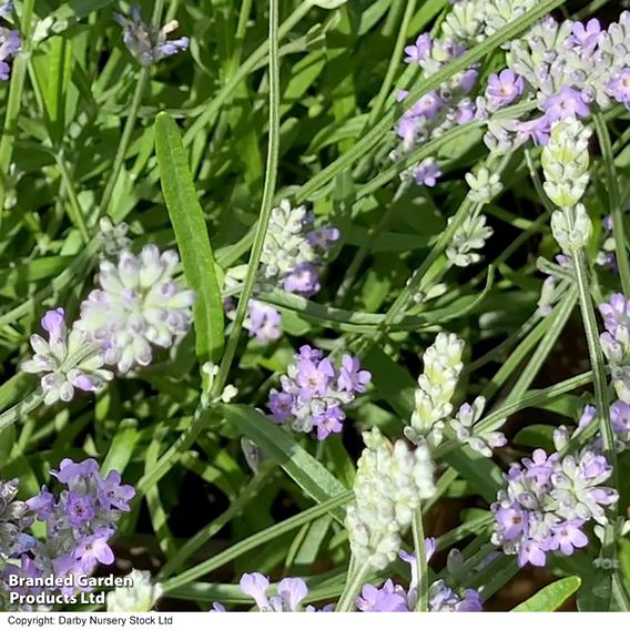 Lavender 'Little Lady'
