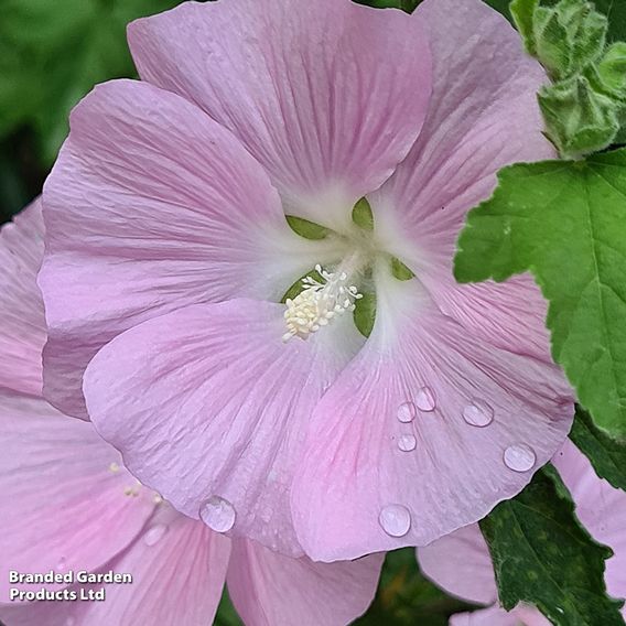 Lavatera 'Marshmallow Strawberry Cream'