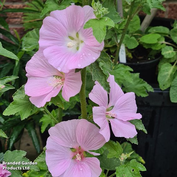 Lavatera 'Marshmallow Strawberry Cream'