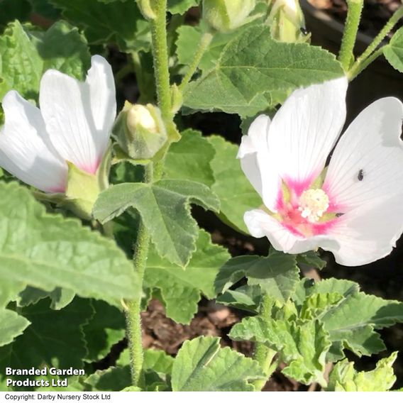 Lavatera x clementii 'Mary Hope'