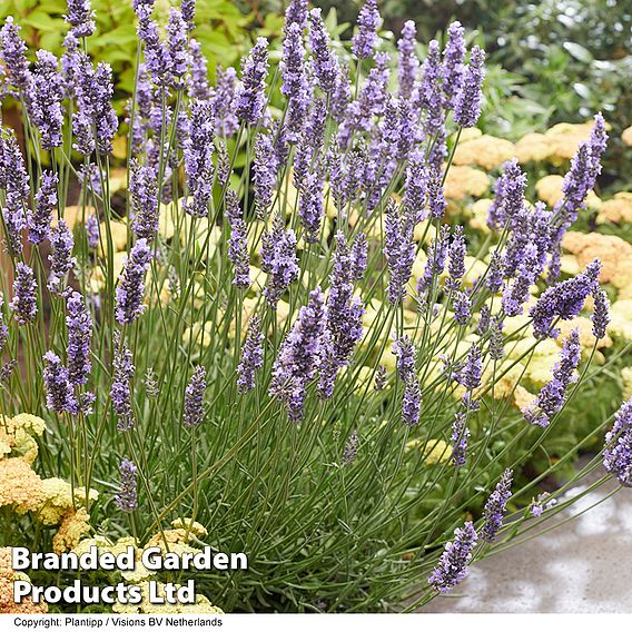 Lavender 'Sensational'