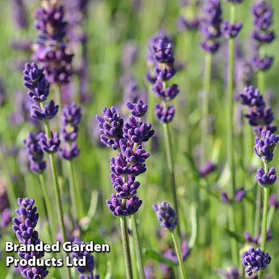 Lavender 'Hidcote'