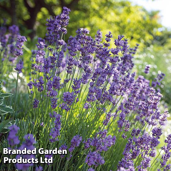 Lavender 'Hidcote'