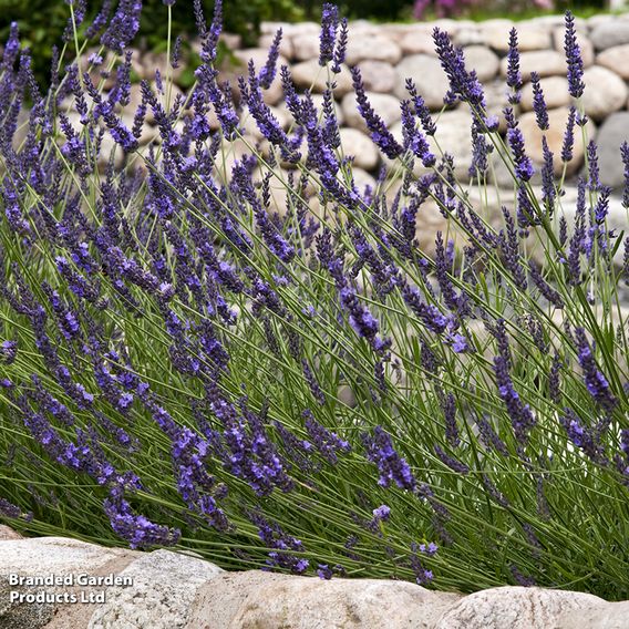 English Lavender