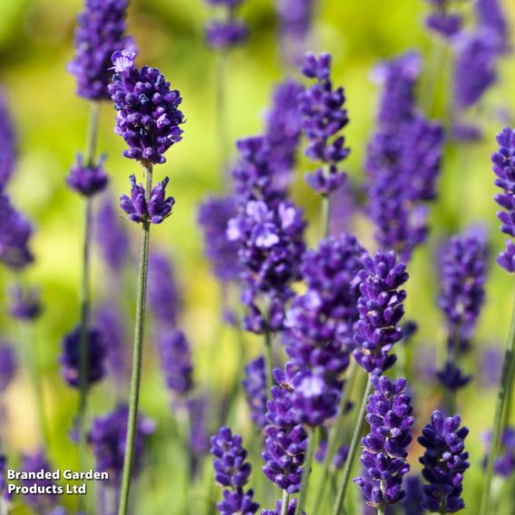 English Lavender