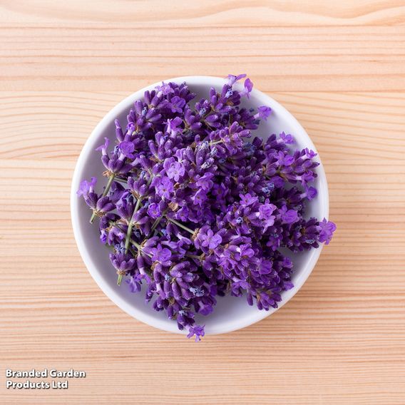English Lavender