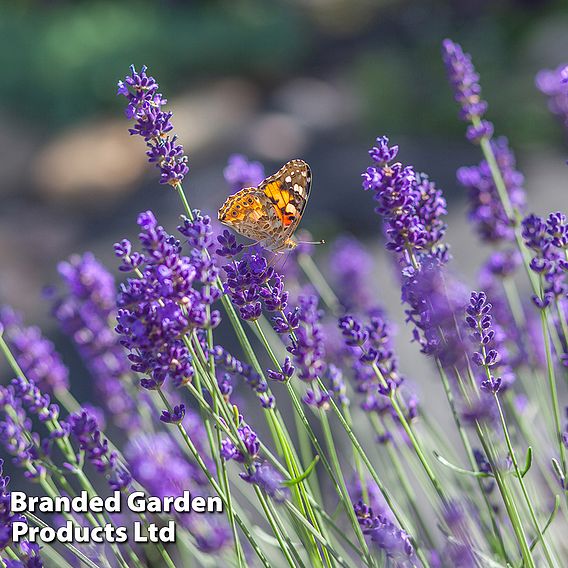 Lavandula × intermedia 'Vera', Dutch lavender 