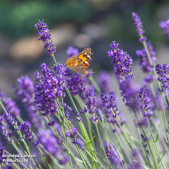English Lavender