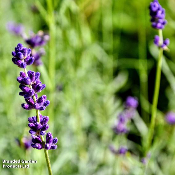 English Lavender