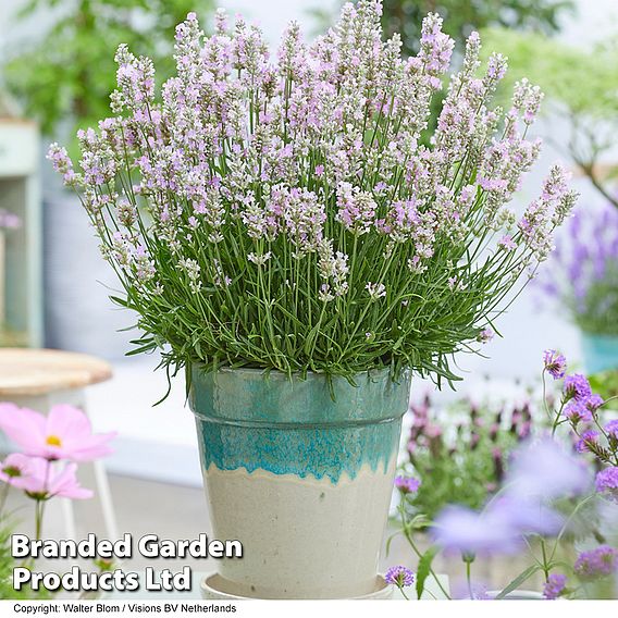 Lavender 'BeeZee® Soft Pink'