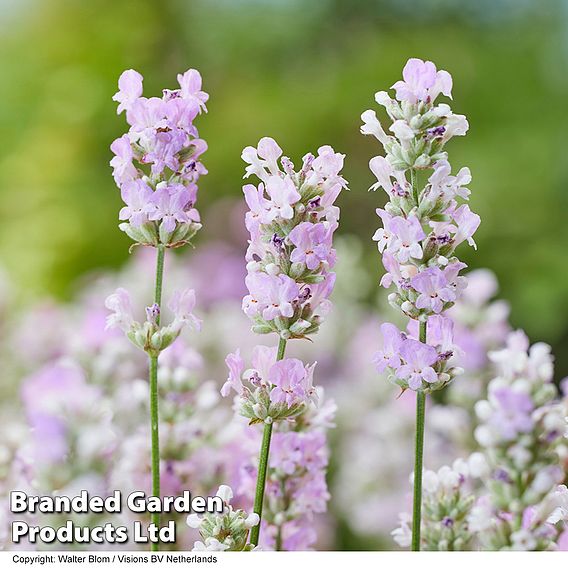 Lavender 'BeeZee® Soft Pink'