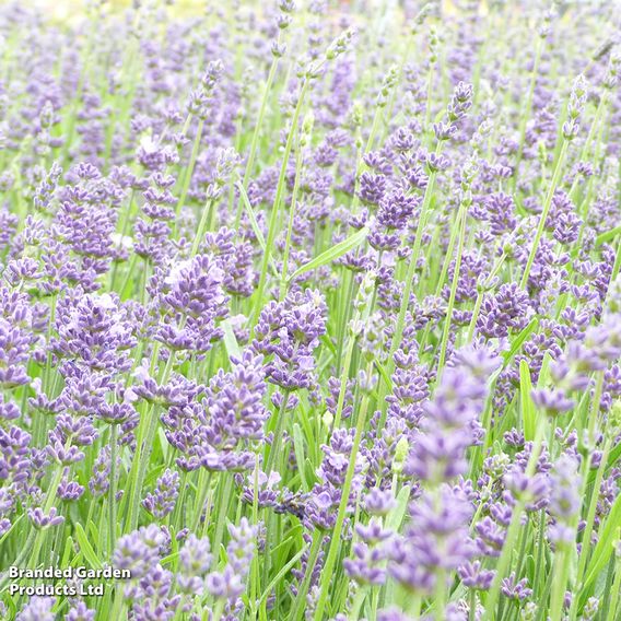 Lavender angustifolia 'Essence Purple'